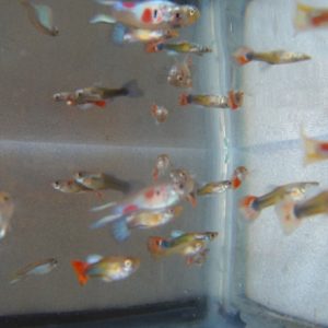 guppy fry for sale