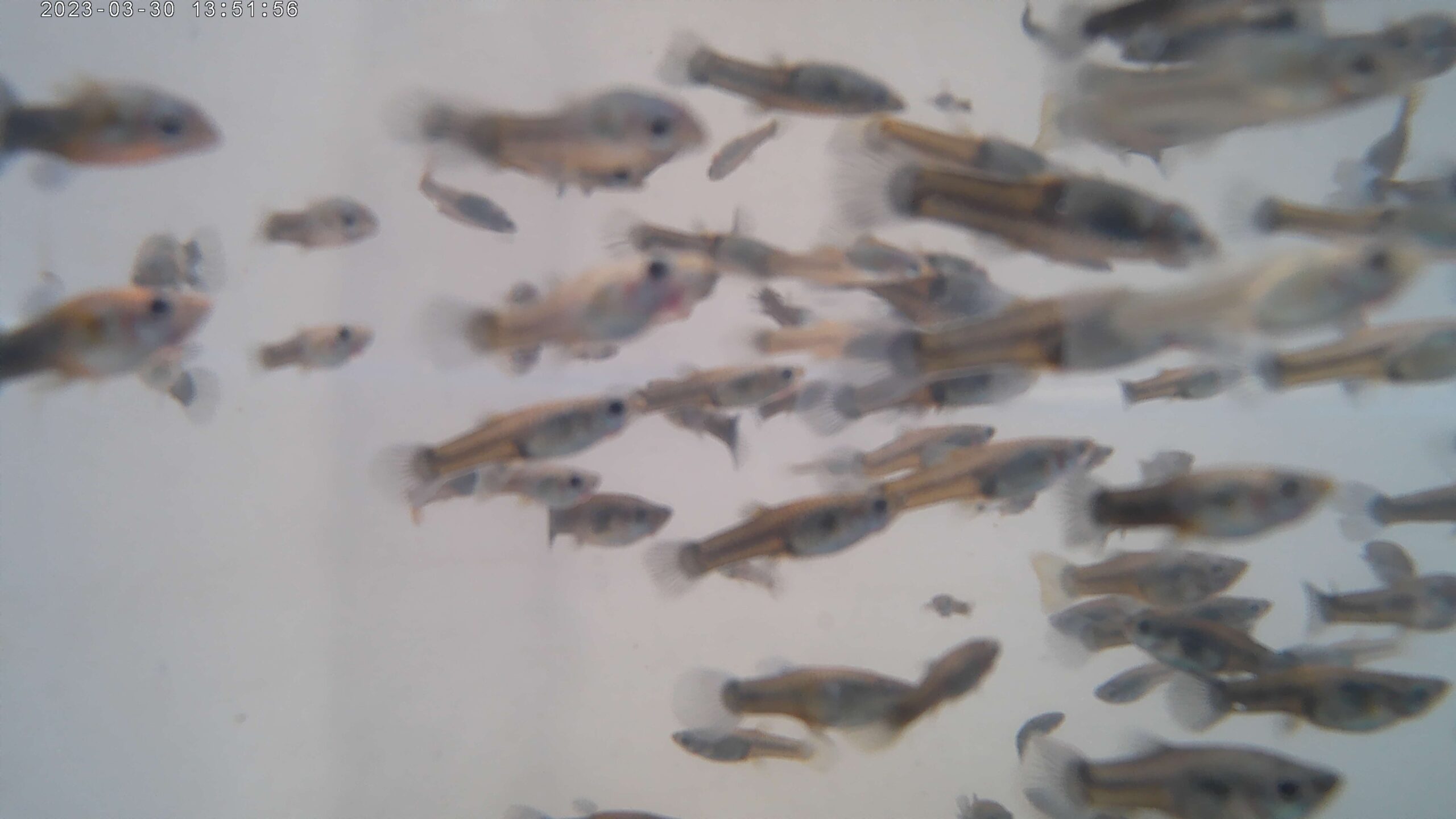 thumbnail image 2 of Rare Dumbo Koi Adult Guppies - 1 Trio (1 Male, 2 Females) - USA Seller, Freshwater 2 of 5