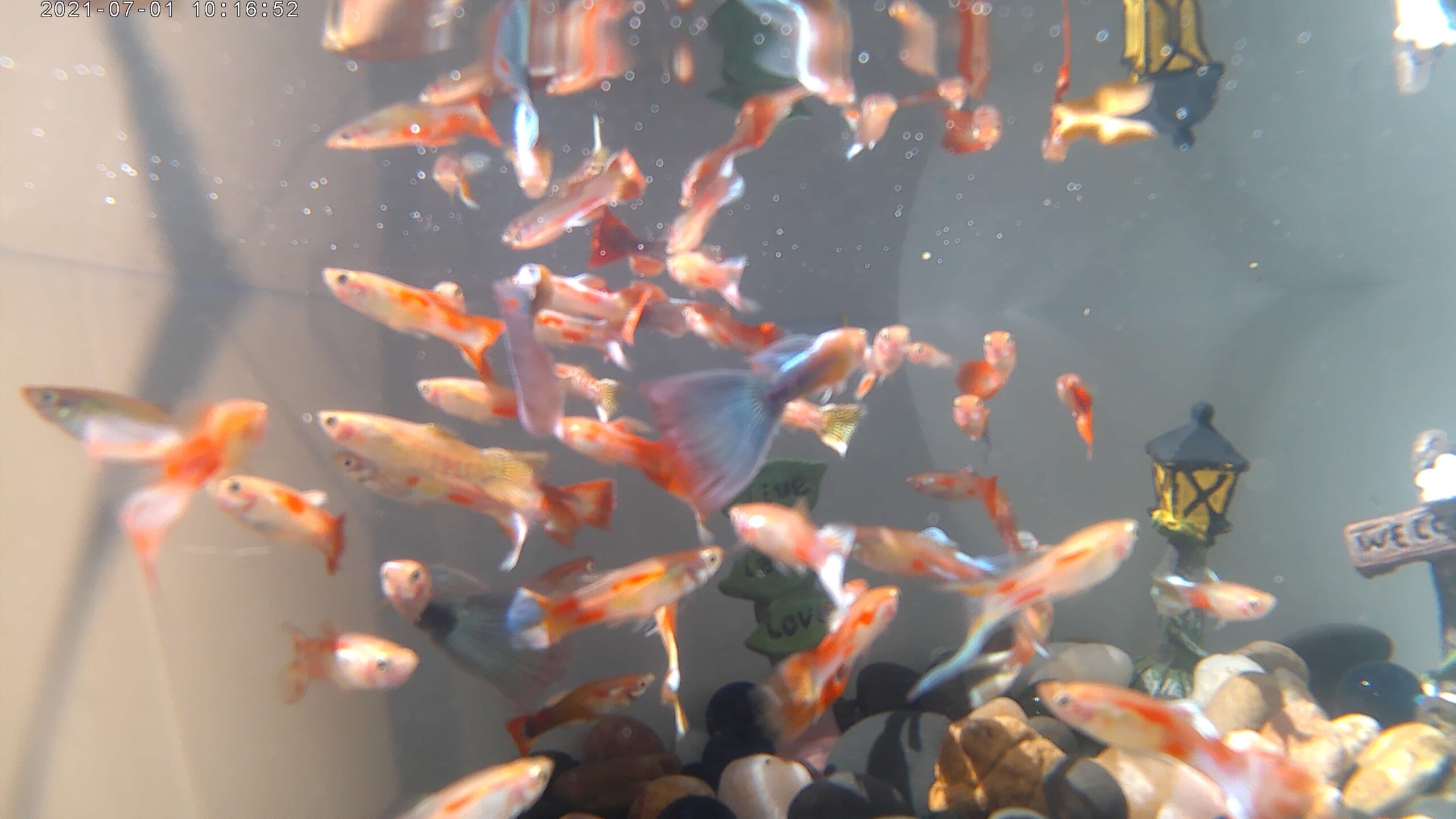 GUPPIES FANCY MALE (Poecilia reticulata) – Aquarists Across Canada